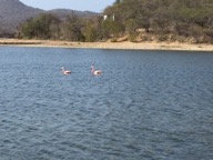 10 Flamingo duo